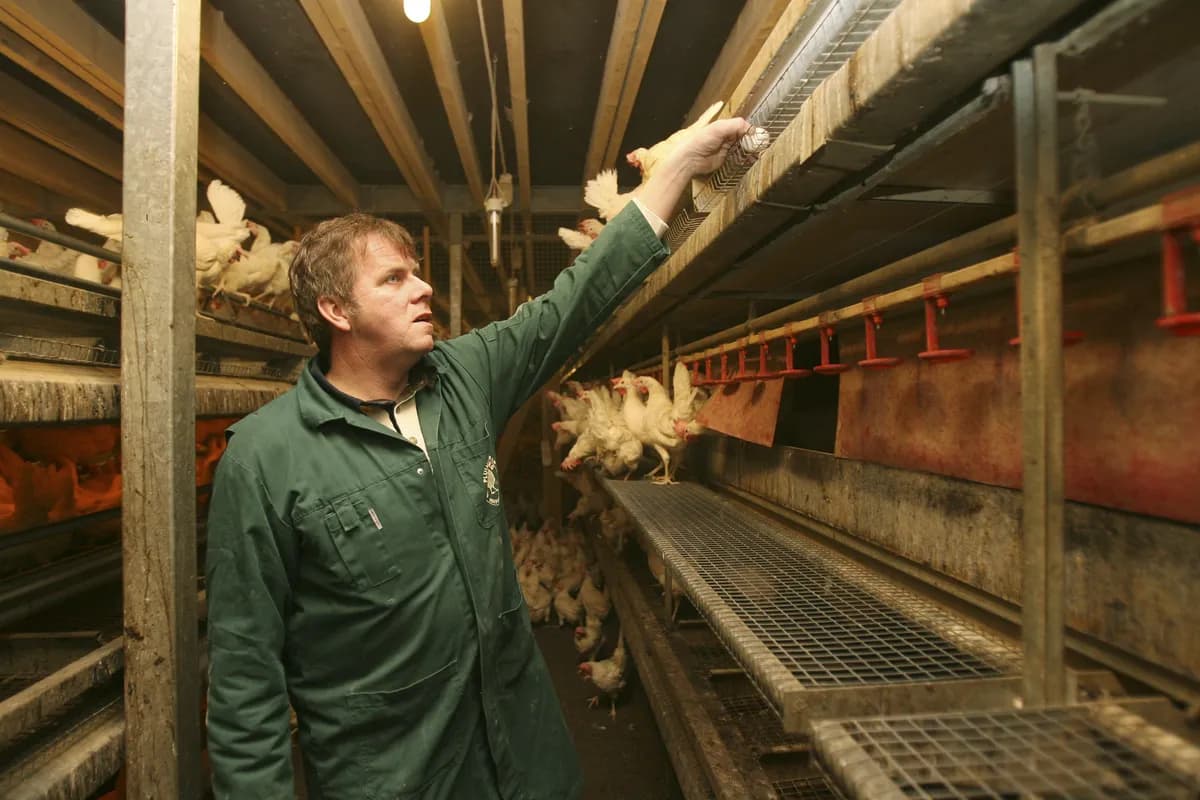 Aldi investerar 1,1 miljarder pund i brittisk äggproduktion