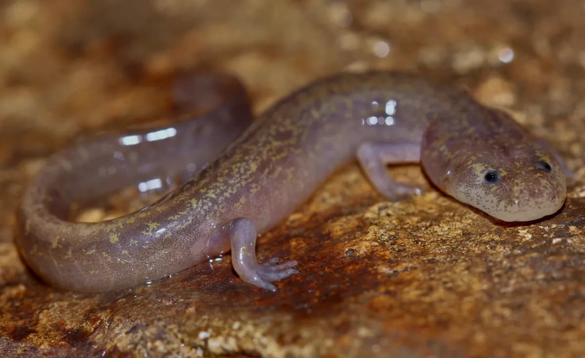 Flicka hittar sällsynt axolotl under bro i Wales