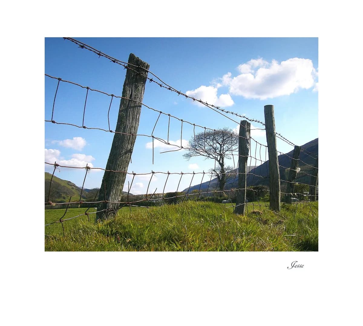 Storbritannien förlänger visumförfarande för skickliga fårklippare efter