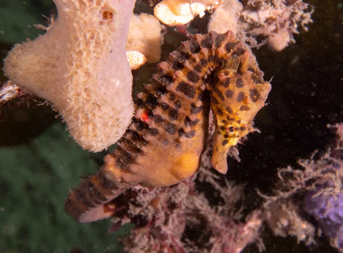 Anant Ambani erbjuder sig att rädda förvildade flodhästar i Colombia