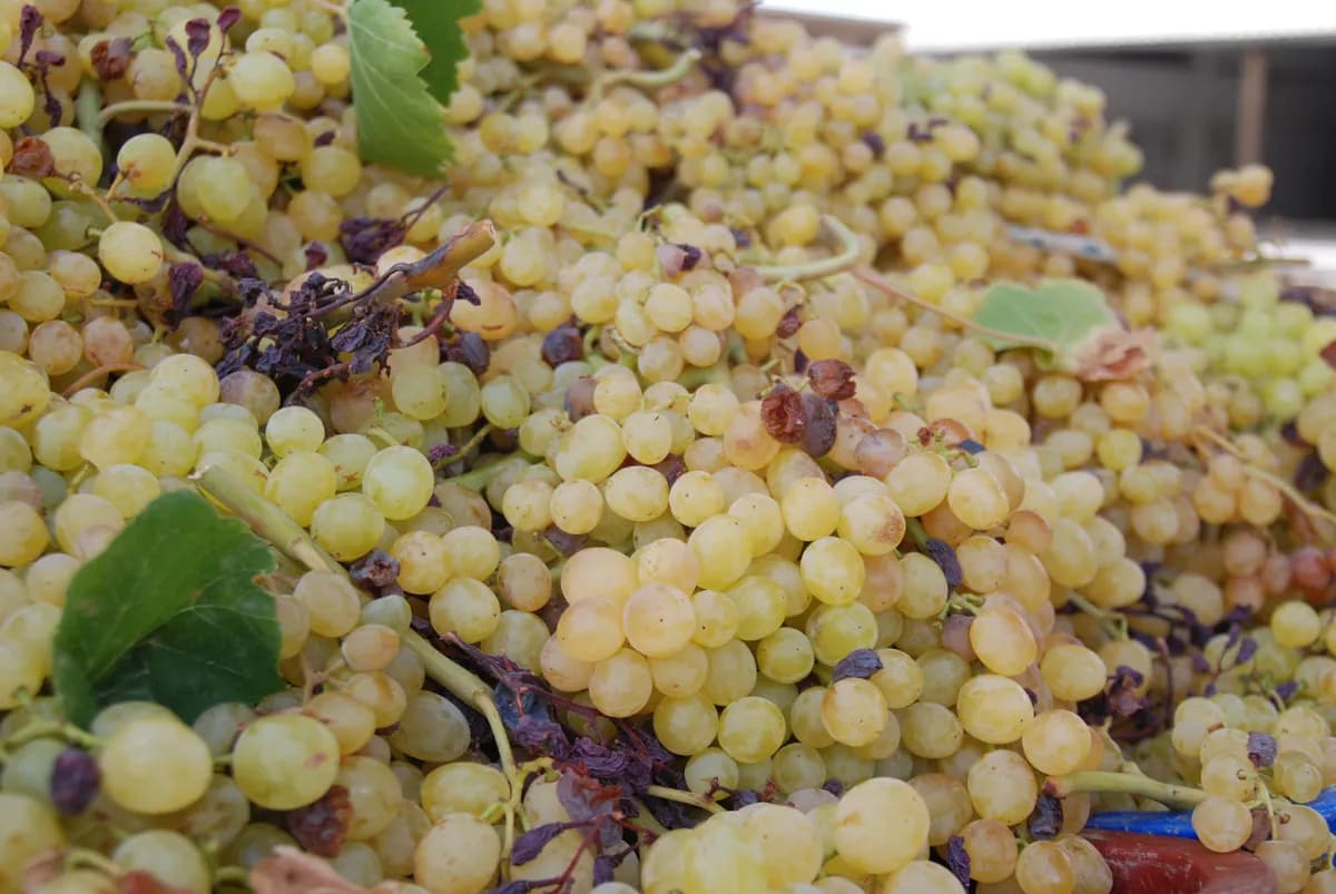 Gammalt DNA avslöjar Pinot Noirs genetiska stabilitet över 600 år