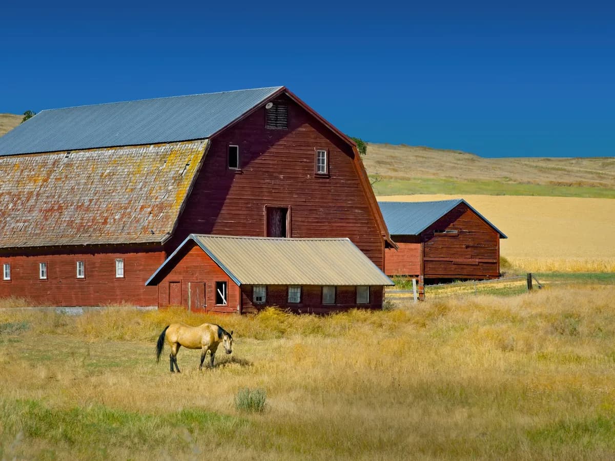 Dansk entreprenör klonar tre hästar i Florida