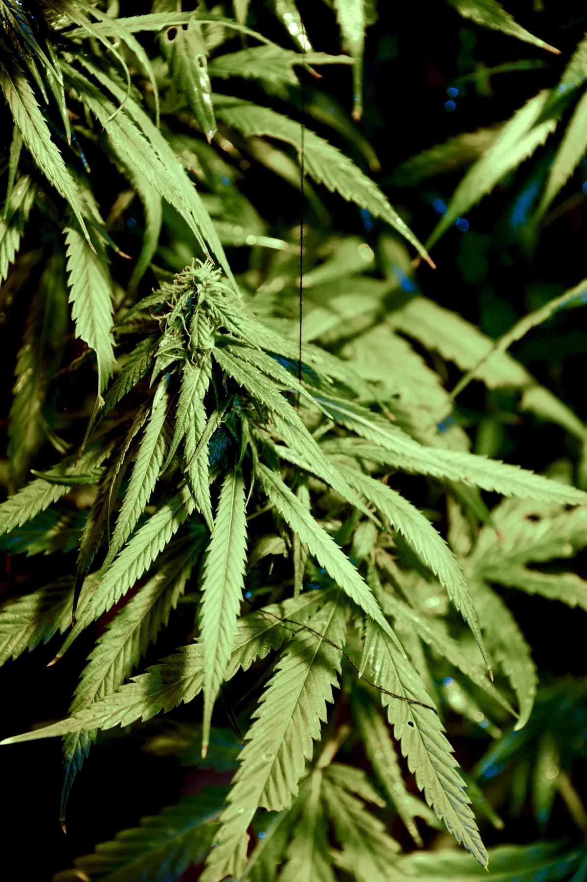 Poliser i Europa griper misstänkta i narkotika- och sedlighetsfall