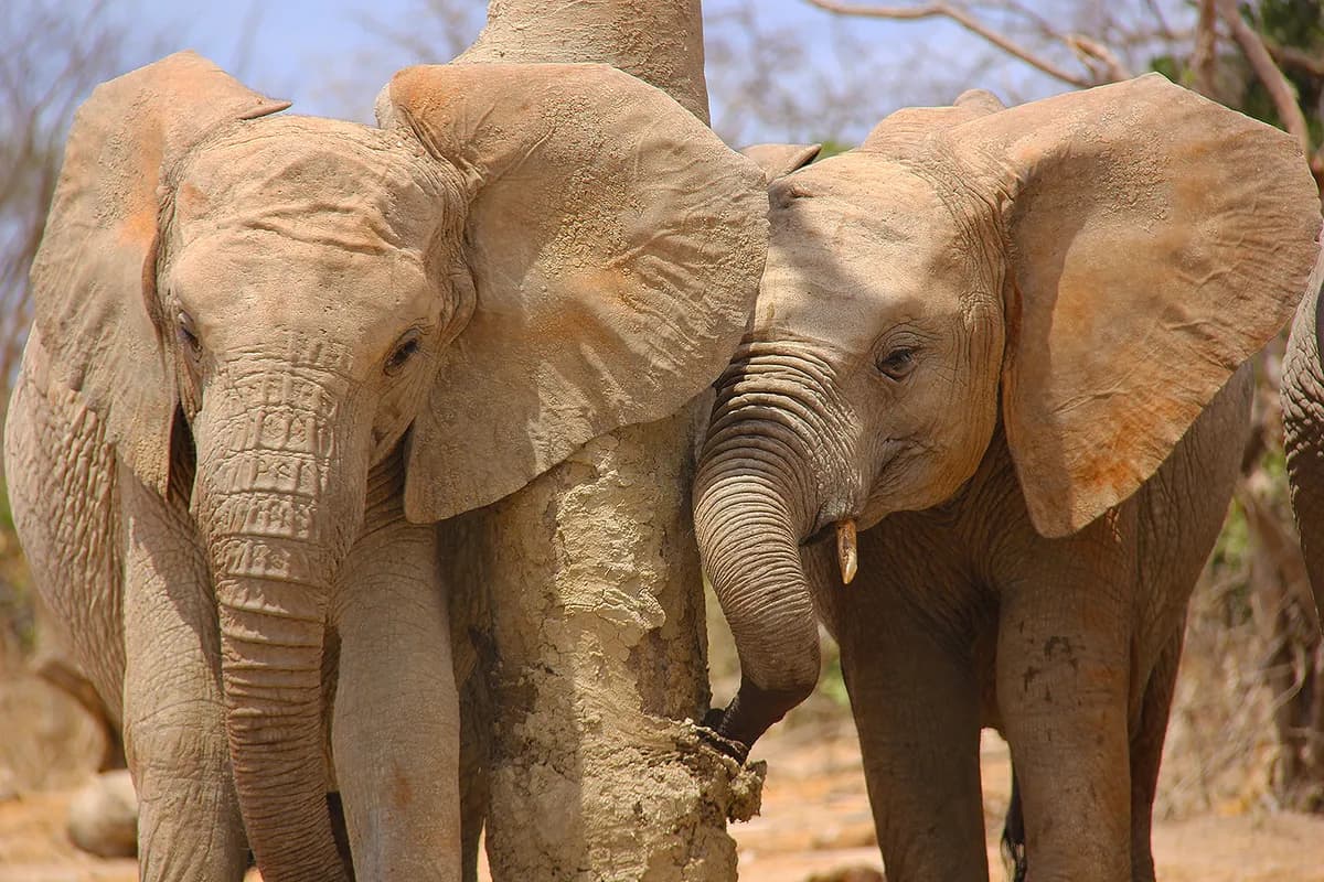 Elefantkalven Linh Mai frodas med moster efter förkastelse