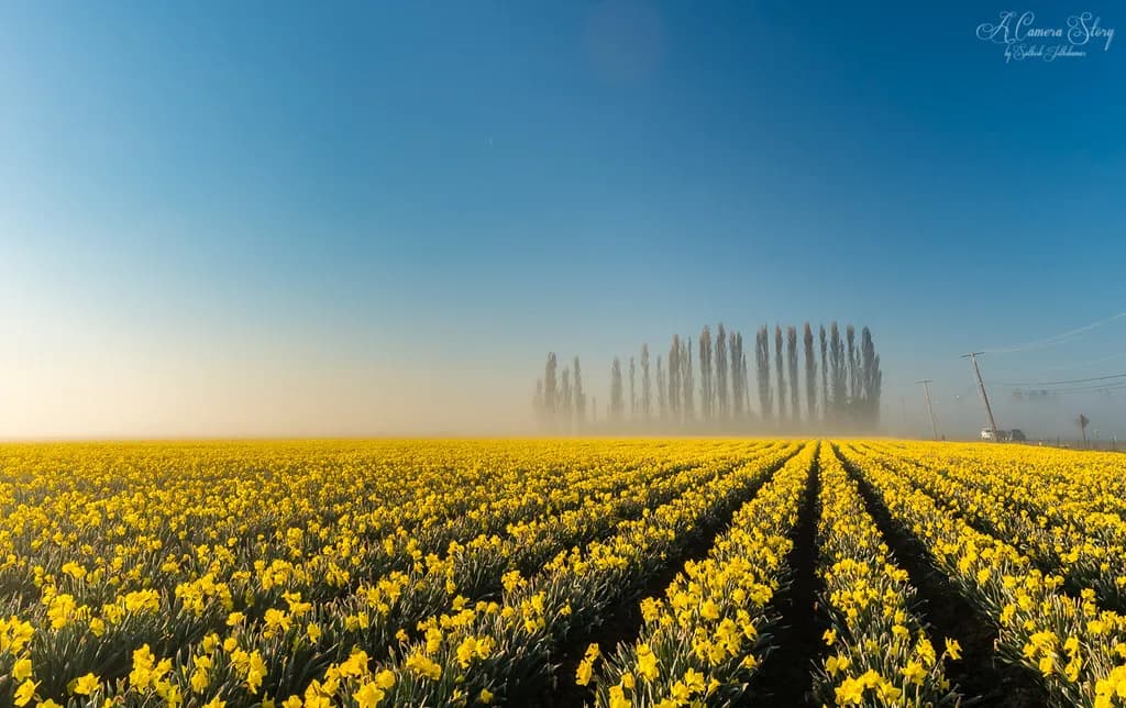 Rekordvarmt väder i Storbritannien ger tidiga vårblommor