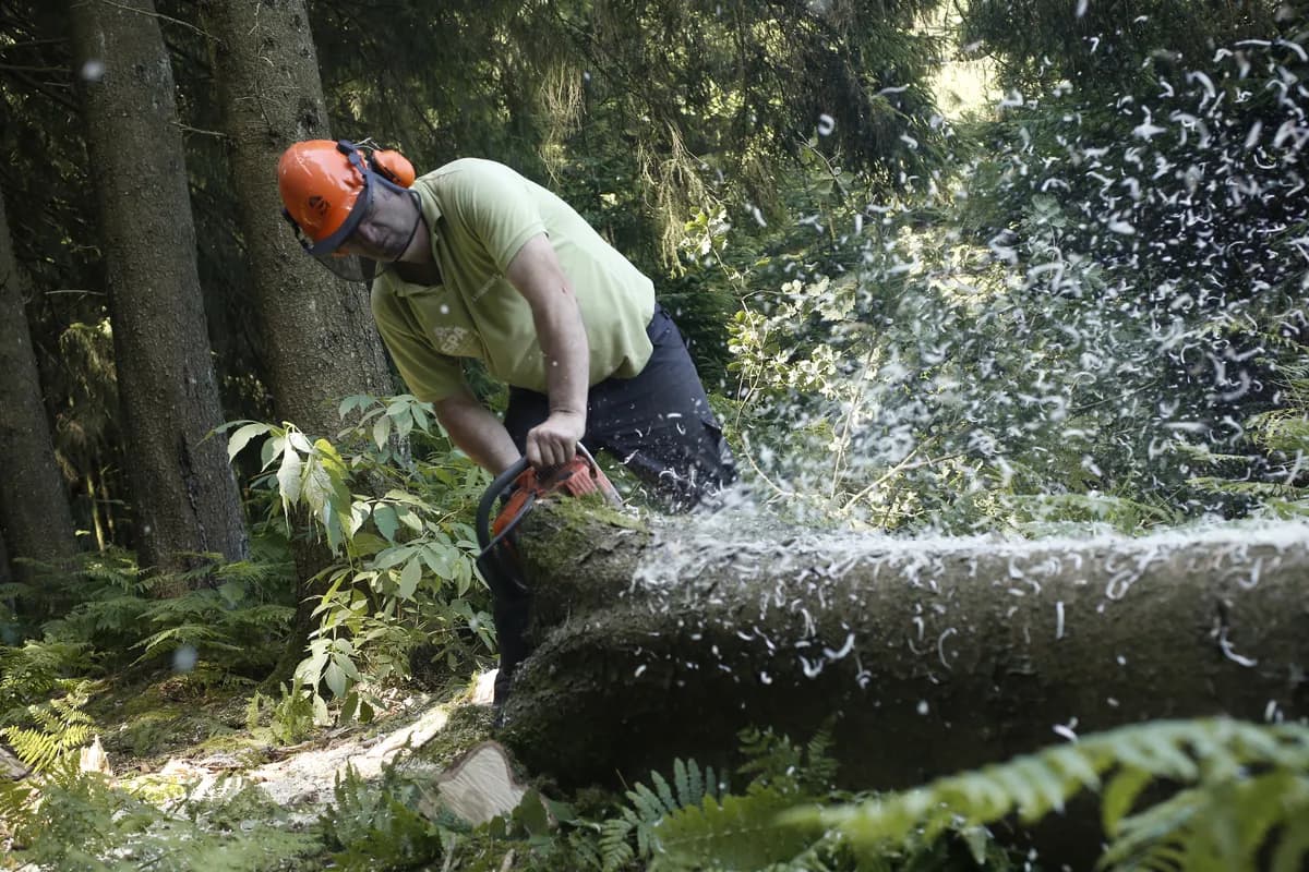 Sycamore Gap-trädfällare släpps tidigt under hemkurfällsprogram