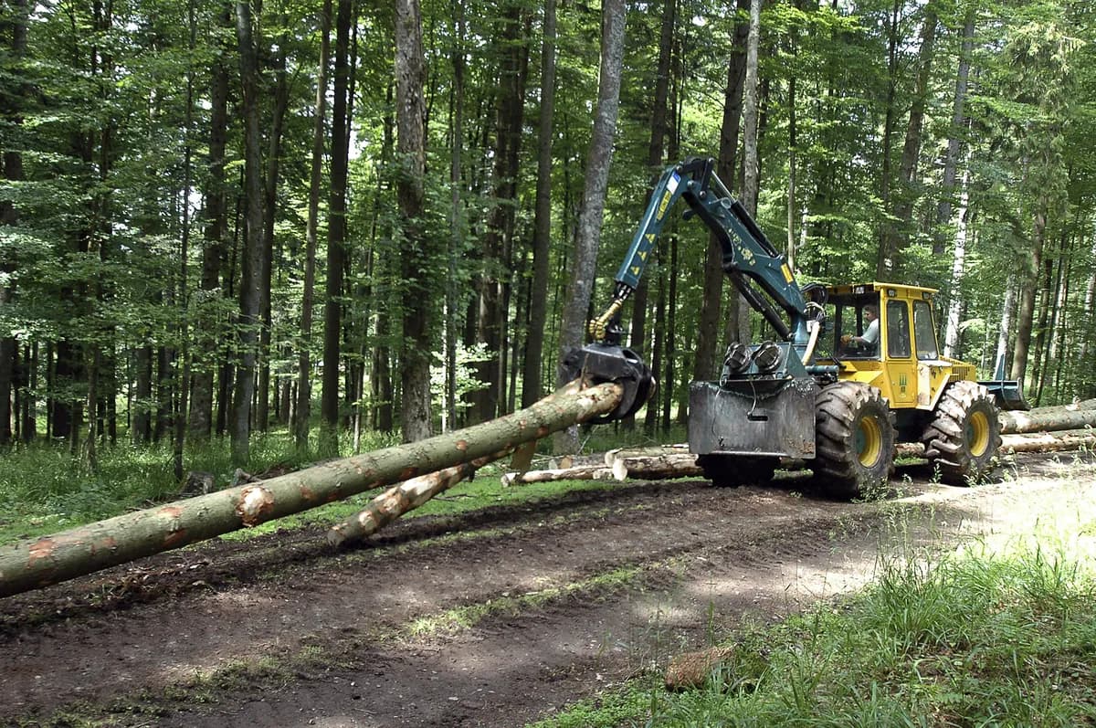 Avverkning stoppad i Bjurholm på grund av sällsynt svamp