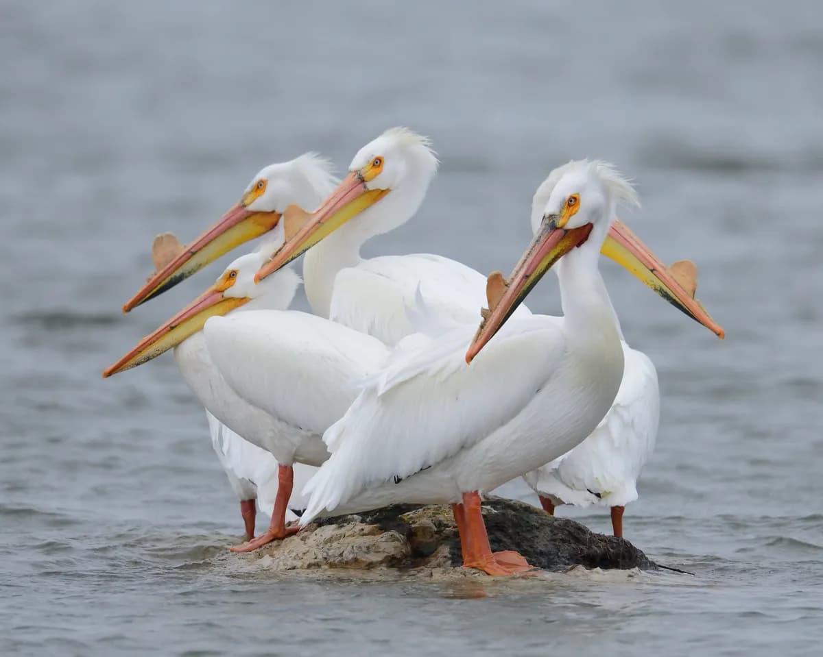 Dalmatisk pelikan lockar skaror på svensk sjöis