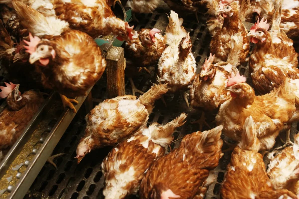 Sverige häver fågelinfluensarestriktioner i södra regionen