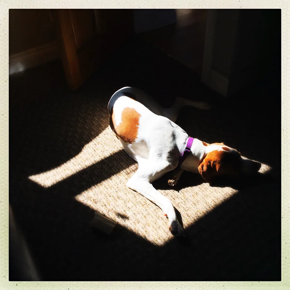 Kvinna och hund båda besegrade bröstcancer efter parallella diagnoser