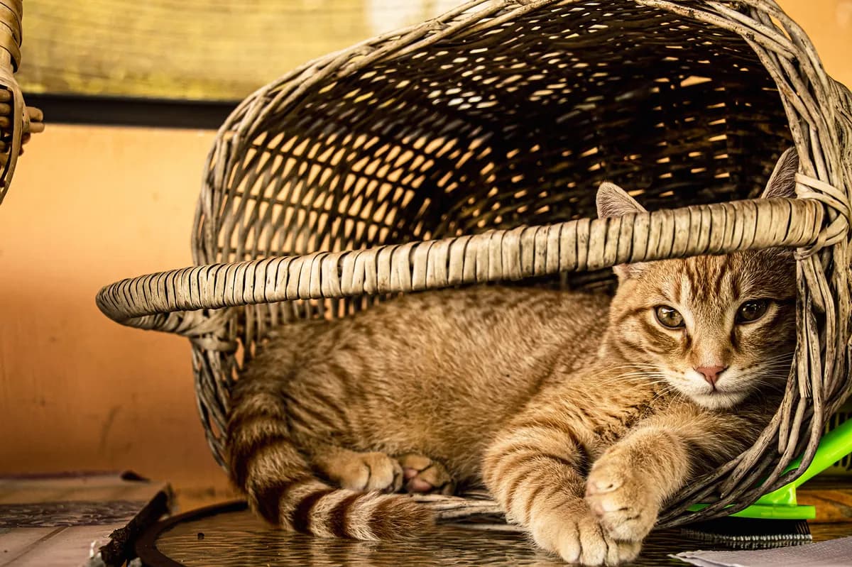 Kattregistreringslag minskar inte hemlösa katter i Strängnäs, rapporterar djurhem