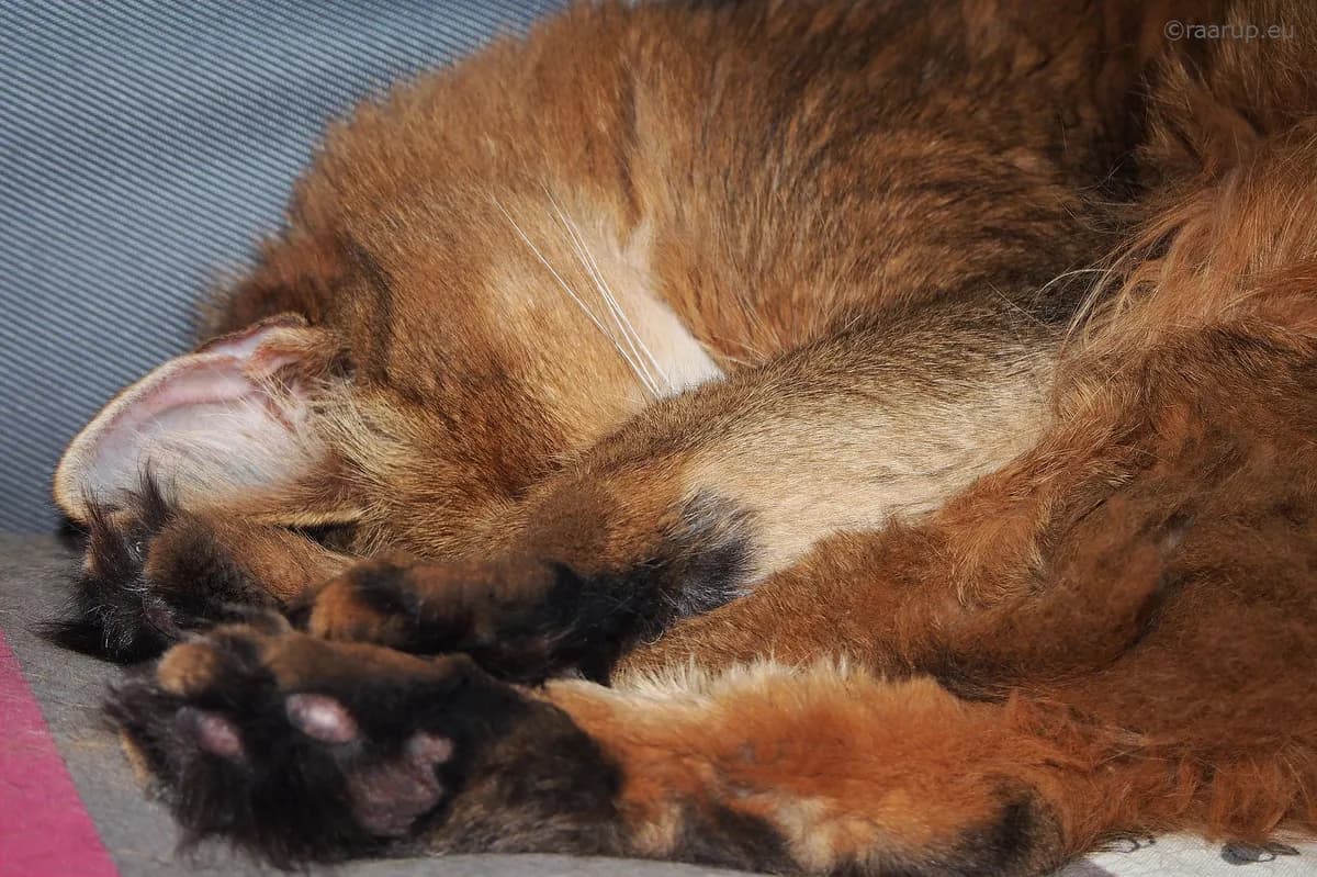 Nordiska Museet startar sömnstudie om svenska sovvanor