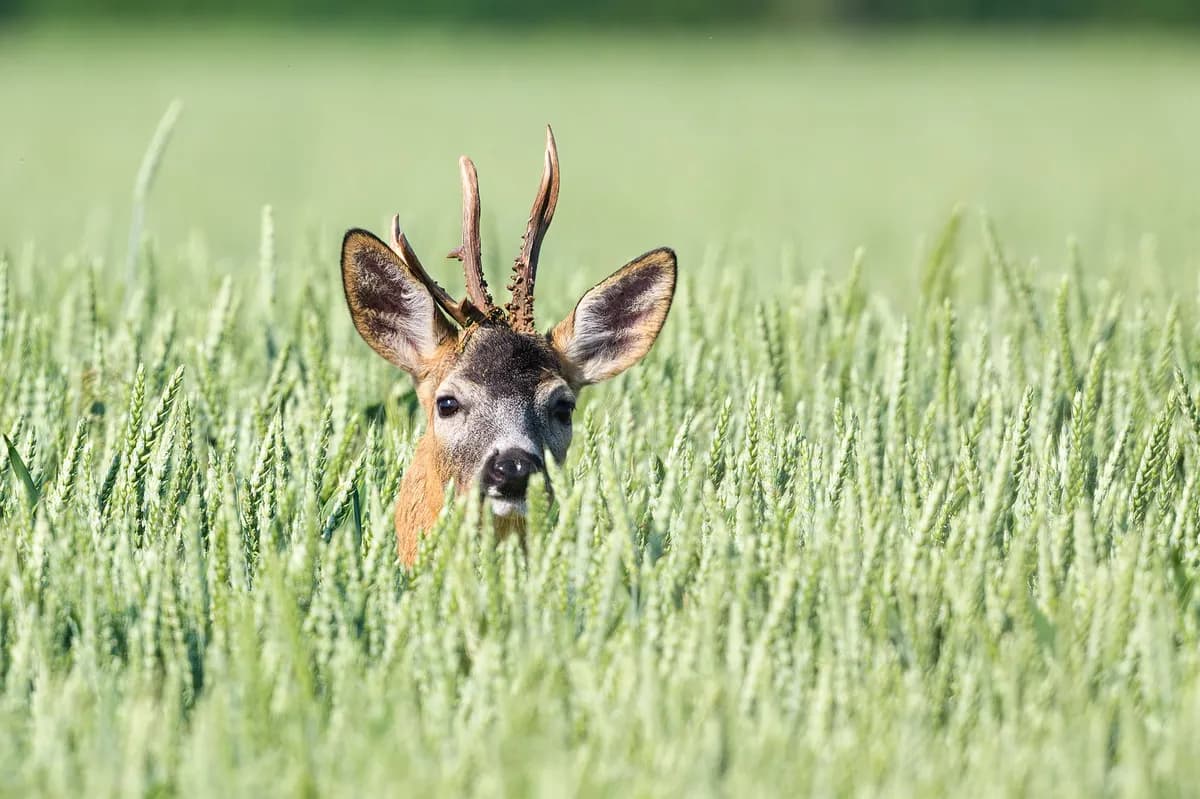 Rådjur stör trafiken på E18 vid Draget-knutpunkten