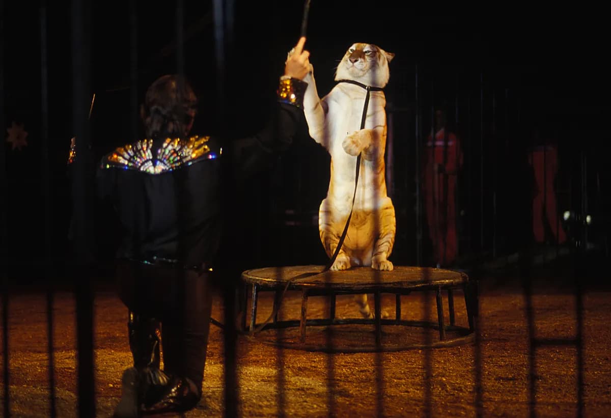 Tiger rymmer från ryskt cirkus, utredning inleds