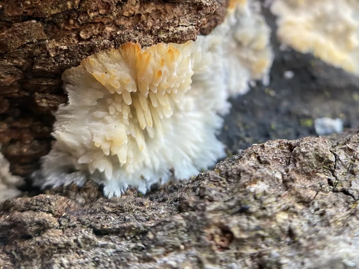 Ny zombiesvamp upptäckt i Sverige, döpt efter David Attenborough