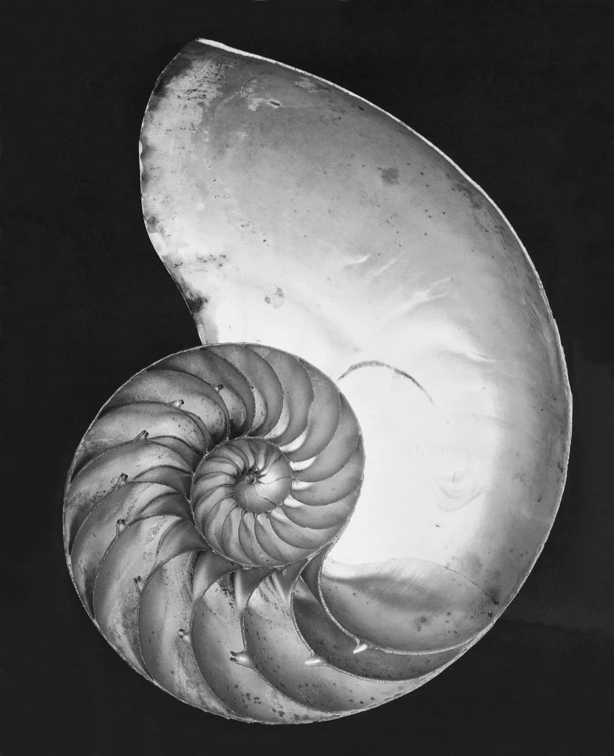 Fossil felidentifierad som äldsta bläckfisken är nära släkting till näbbdjur