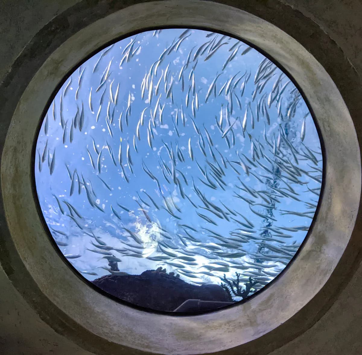 Brister upptäcktes vid oanmäld inspektion på Kolmårdens delfinarium