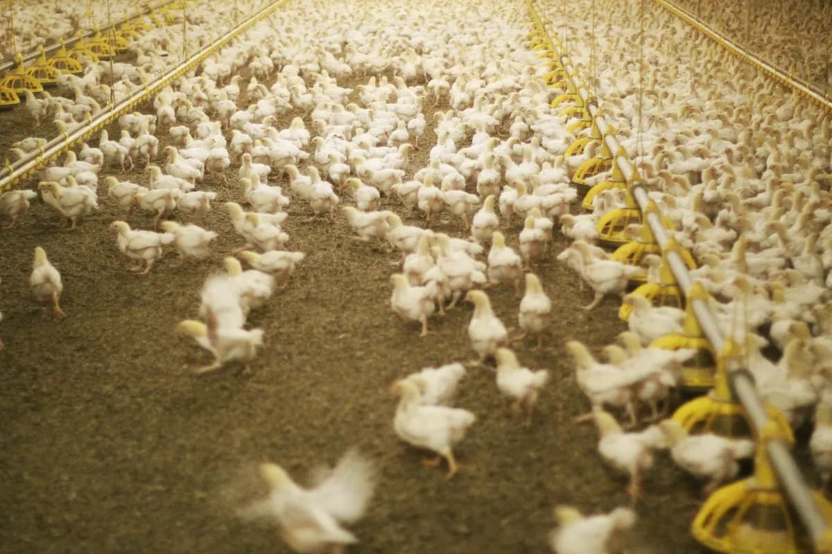 Health Alert Issued for Walmart Chicken Nuggets Over Lead Contamination