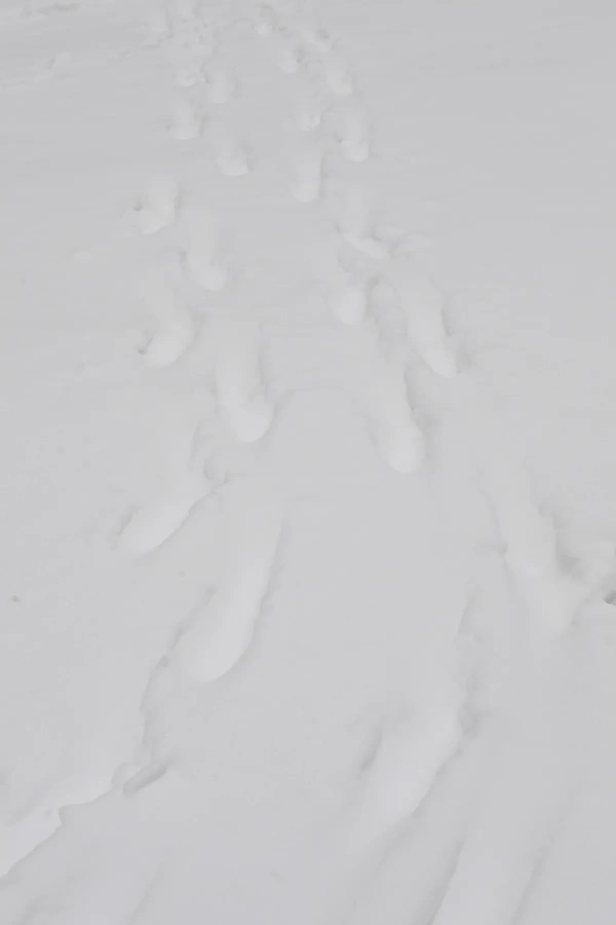 Hög lavinfara drabbar norra Norge, vägar stängda