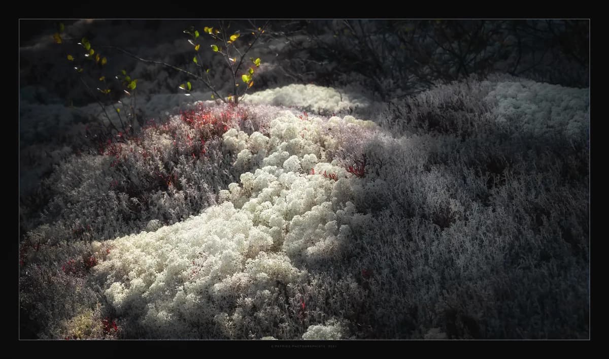 Tidig snösmältning stör renskötseln i Härjedalen, väcker säkerhetsfrågor