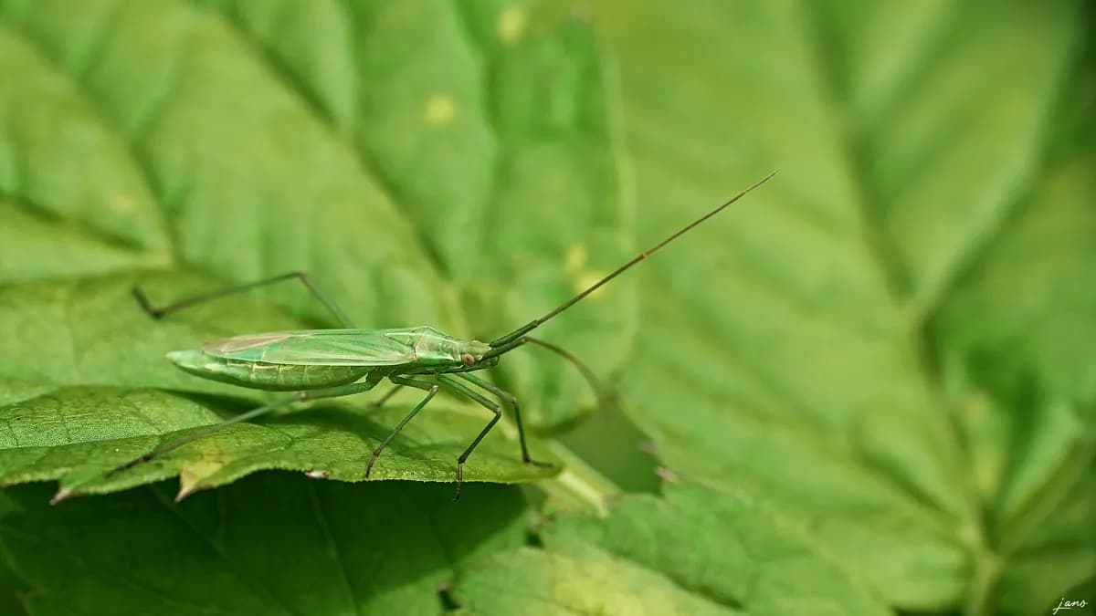Synchrotron X-rays create 3D images of amber-preserved insects
