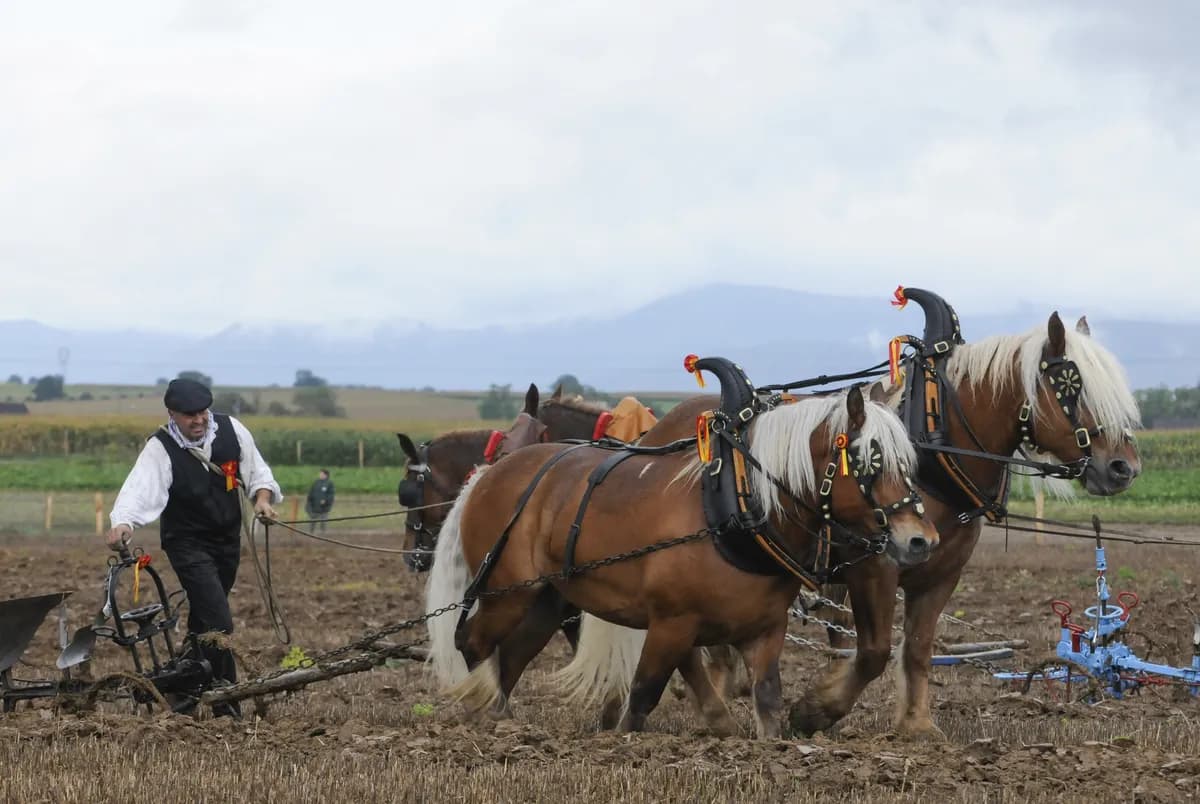 EHV-1-utbrott i Halland leder till inställda hästtävlingar