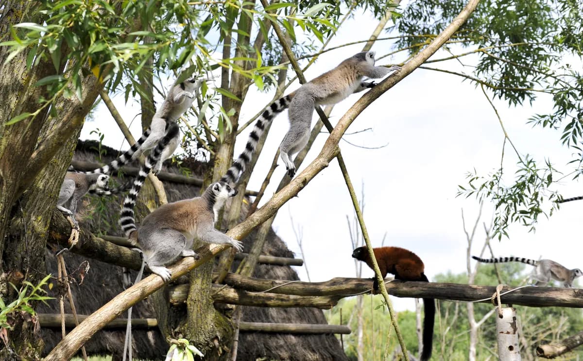 Orangutang filmad när den använder trädkronasbro för första gången