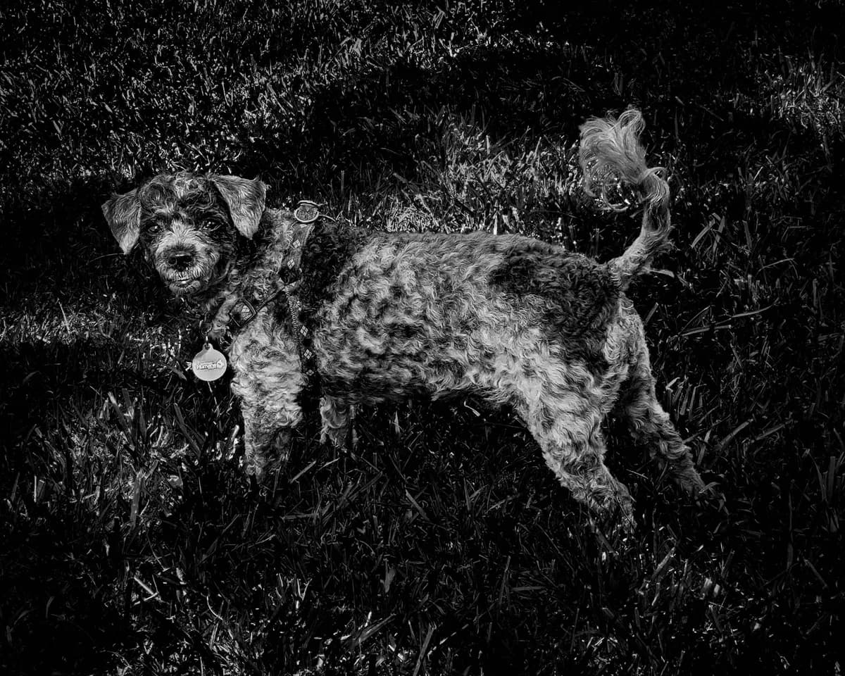 Hiker rescued, dog found alive after week-long search in New Zealand wilderness