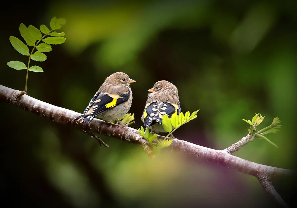 RSPB rekommenderar säsongsbetonad fågelmatning för att minska sjukdomsspridning