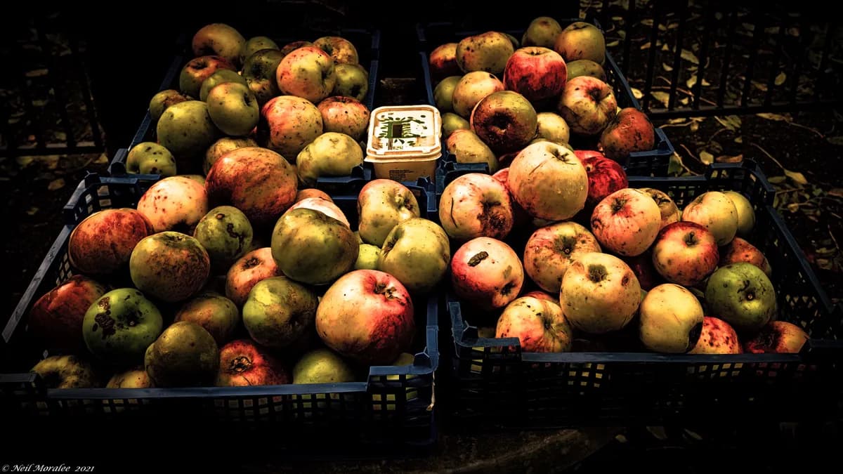 Herrljunga återkallar äppelcider på grund av felaktig etikettering