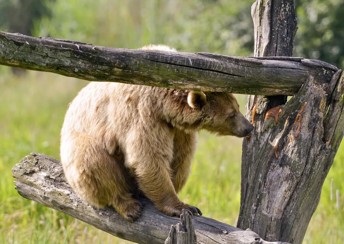 Veterinär efterlyser vilddjursrehabilitering i Kronobergs län