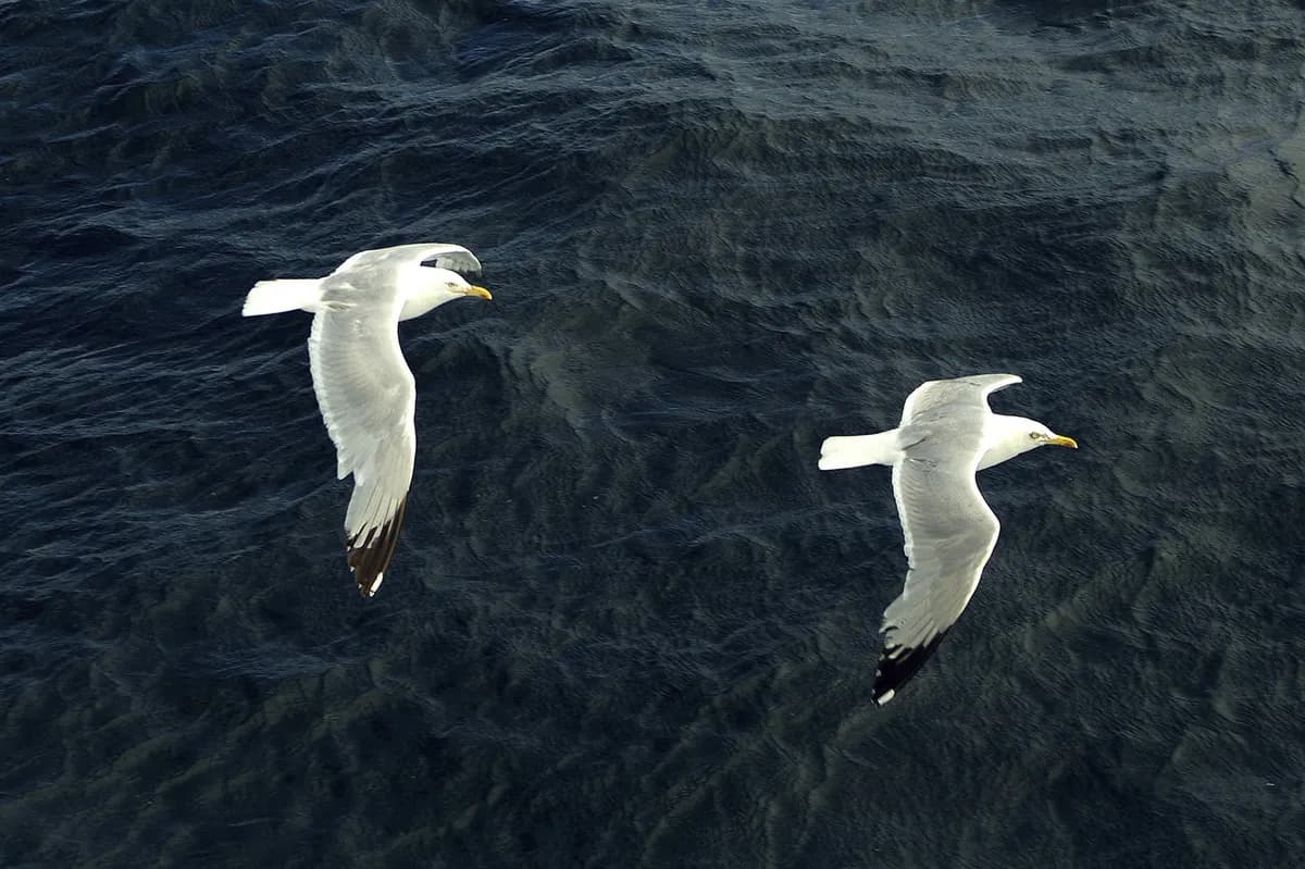 BBC Breakfast-värdar skrattar åt fjäderfäavskräckare, Thompson leder ensam