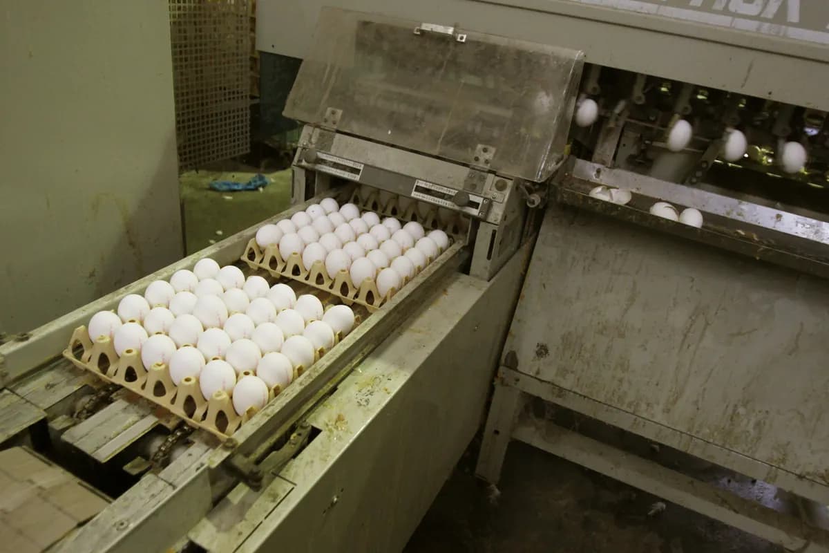 Företagare hittar Cadbury Mini Eggs-påse fylld med mestadels vita ägg