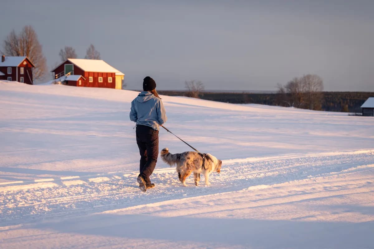 Östersundshund King vinner priset 'Årets vintervovve'