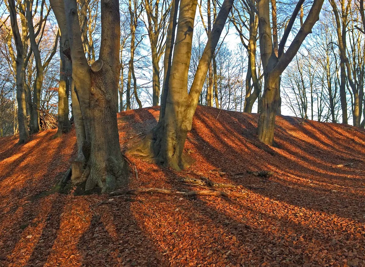 Swedish agency funds preservation of critical broadleaf forests at Långasjönäs