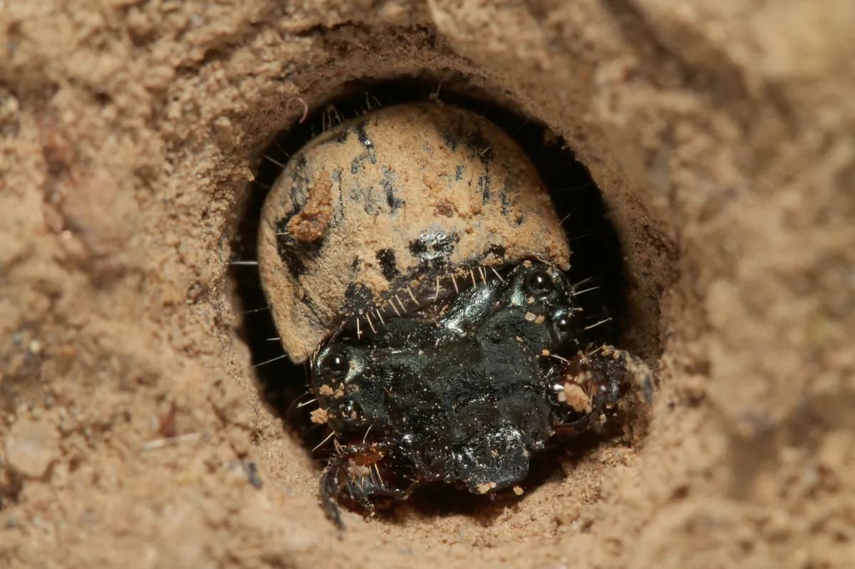 Spruce Bark Beetle Crisis Prompts Closures in Uppsala Nature Reserves