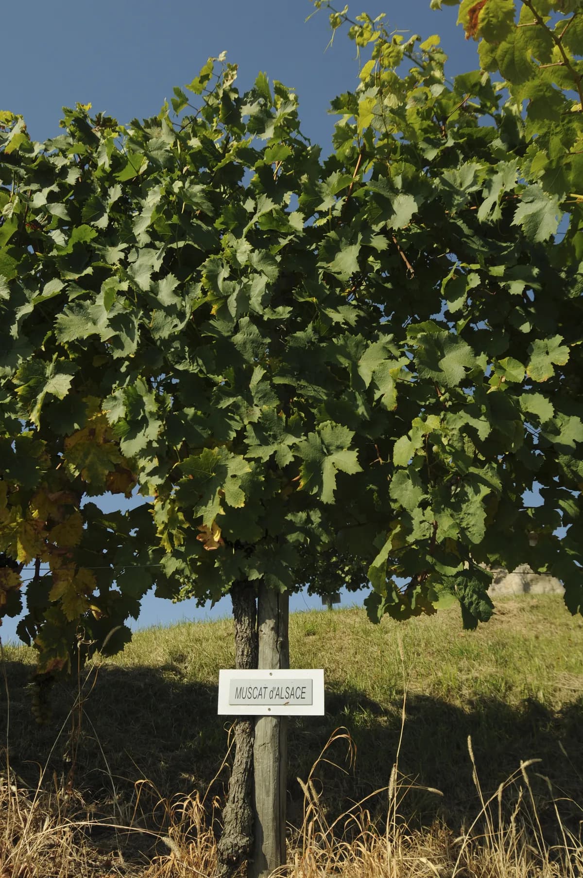 Skåne compared to Champagne and Bordeaux in regional report