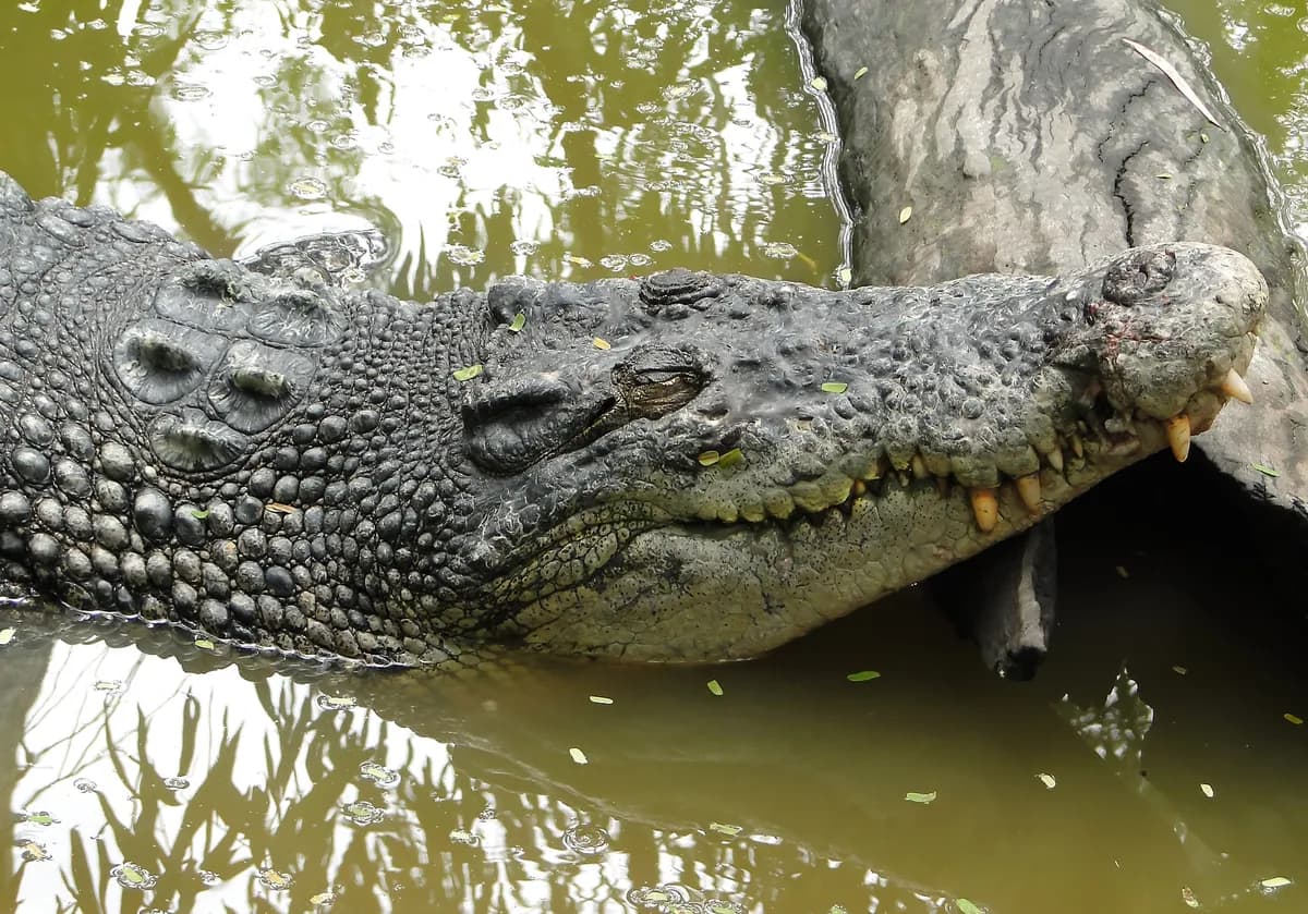 Indiens gränsbevakningsstyrka överväger krokodiler och ormar för att avskräcka