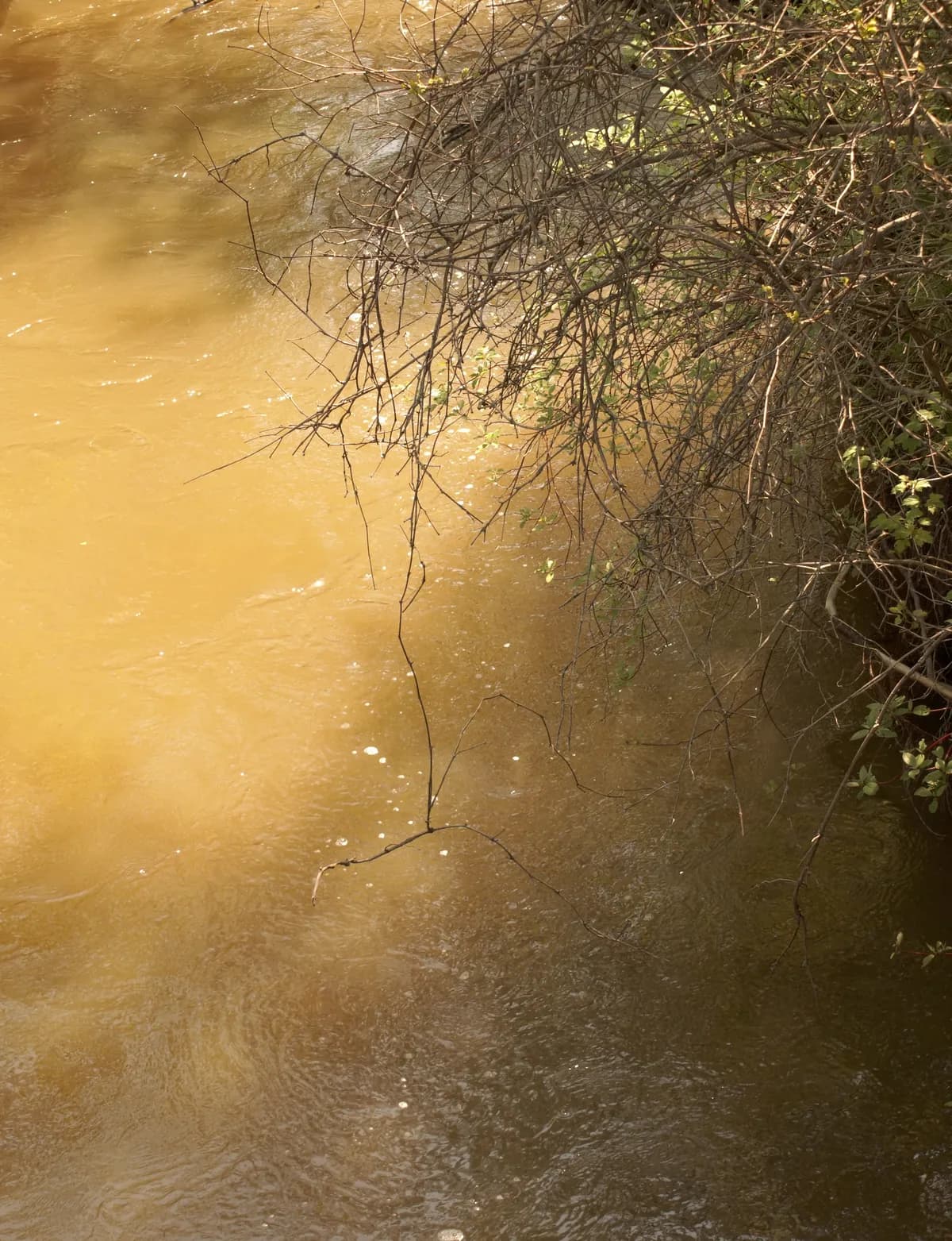 Rekordlåga vattenstånd påverkar laxpremiären i Mörrum