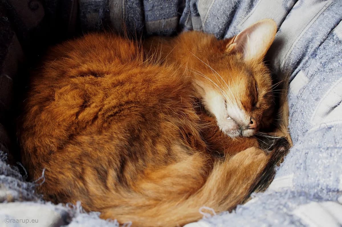 Sverige ger ut nya sömnriktlinjer för barn och ungdomar