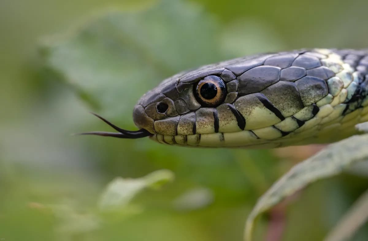 Snakes awaken in Sweden as spring arrives, sparking fear and education efforts
