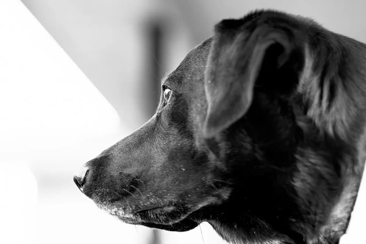 Studie: Hundar levde med människor i Europa under istiden