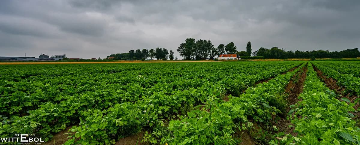 Belgisk potatissurplus hotar bönder med osäljbara skördar