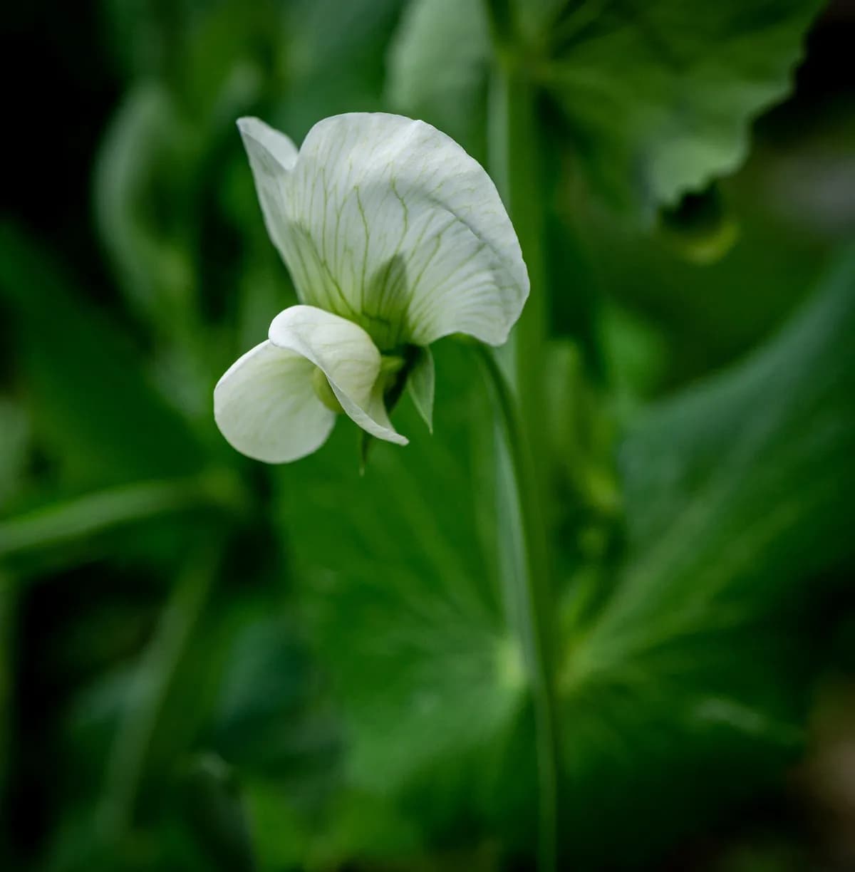 Mary Berrys liv i Henley-on-Thames avslöjar nedskalning