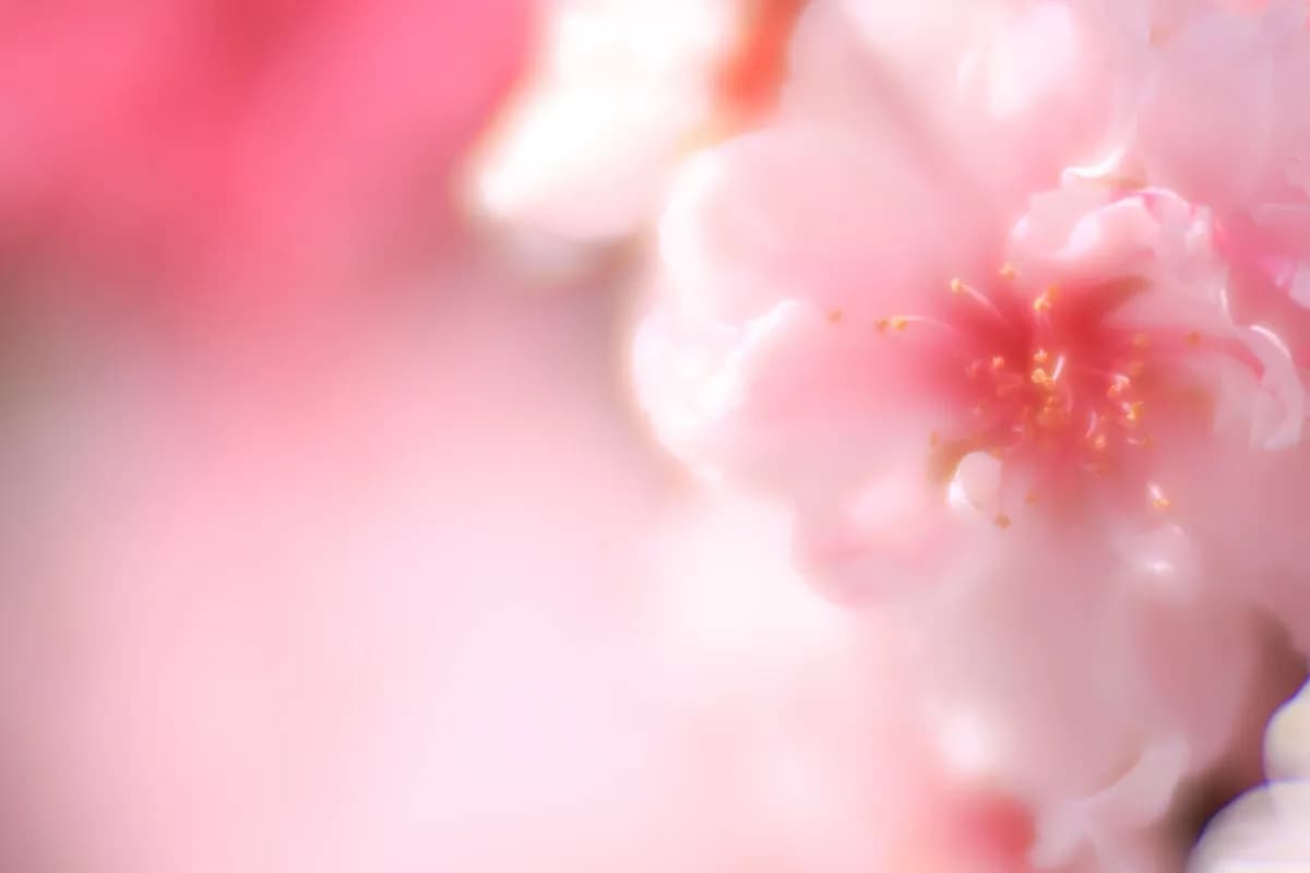 Körsbärsblomningstopp i Tokyo lockar stora folkmassor