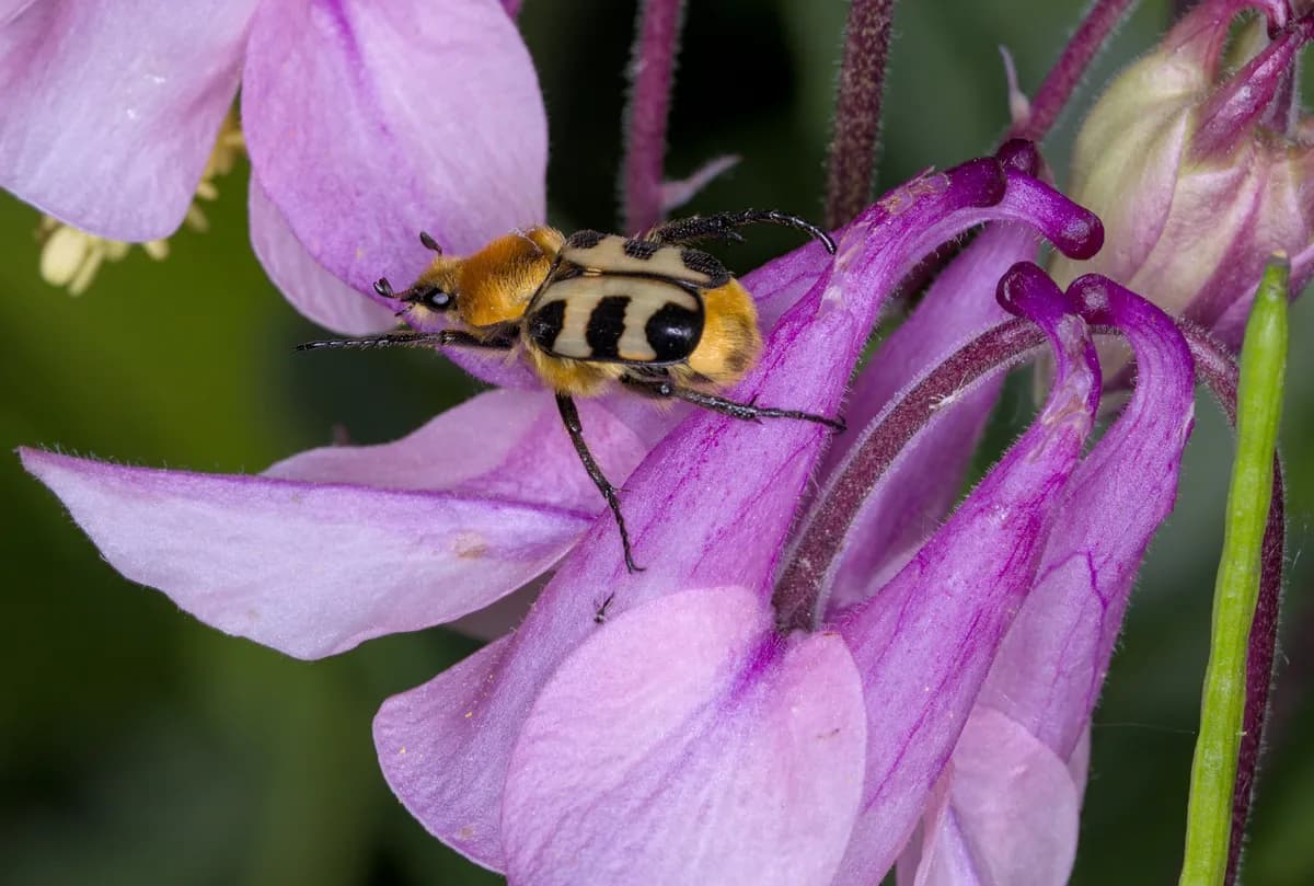 Sällsynt nyckelpiga och ny bisläktsart upptäckta för första gången i Glasgow